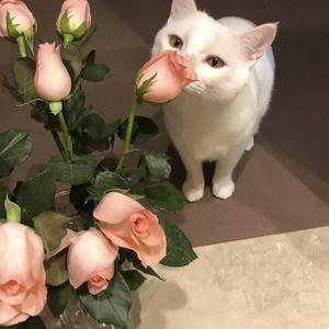 范冰冰的下面又大又肥又黄
